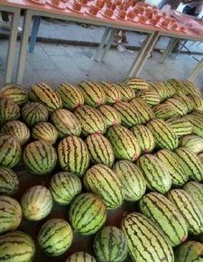 成都大学吃瓜爆料,吃瓜爆料揭秘校园热点事件